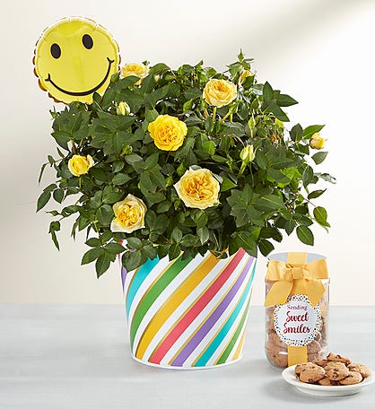 Sending You Smiles Rose Plant